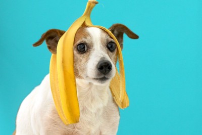 バナナの皮を頭に乗せる犬