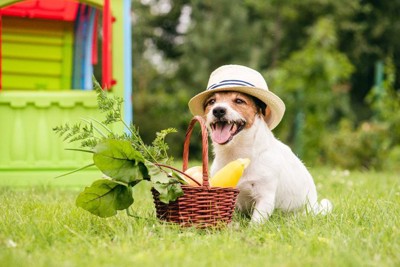 夏野菜と帽子をかぶった犬