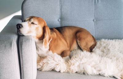 ソファーの上で気持ち良さそうに眠る犬