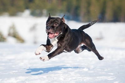 雪の上を走る犬