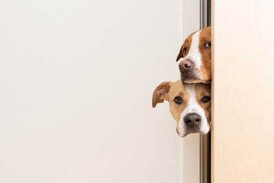 ドアから覗く犬二匹