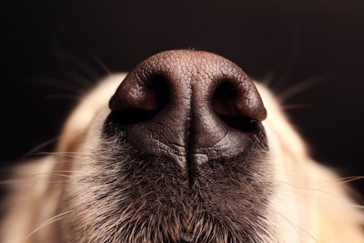 犬の鼻に隠された ５つの能力 わんちゃんホンポ