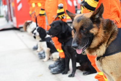 並んだ災害救助犬たち