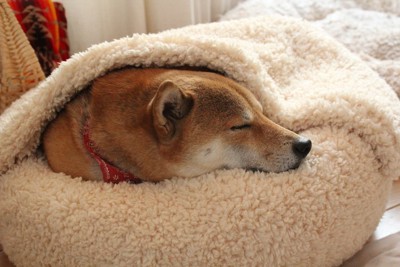 ベッドに入って眠る柴犬