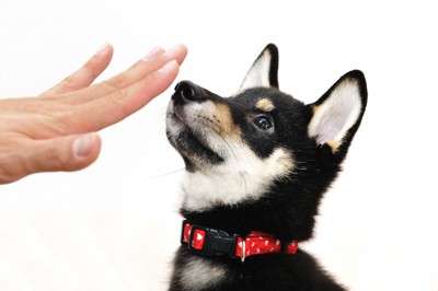 犬に指示を出す人の手