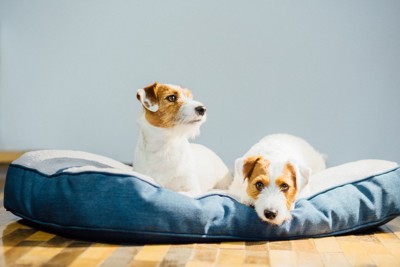 犬用ベッドに収まる2匹の犬