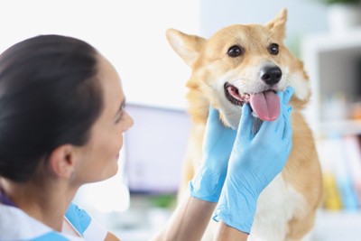 病院で口内の状態を診察される犬