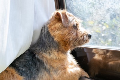 窓から外を観察している犬