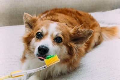 歯磨き粉が付いたハブラシを前にする犬