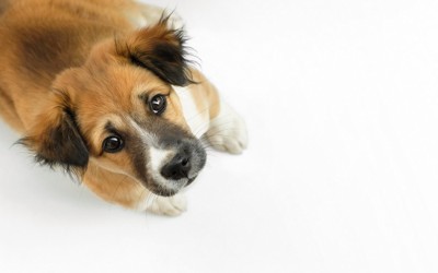 見上げる垂れ耳の犬、白い背景