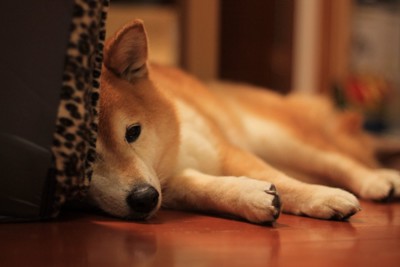 床に横たわる柴犬