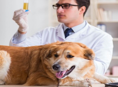 犬の尿サンプルを見ている獣医師