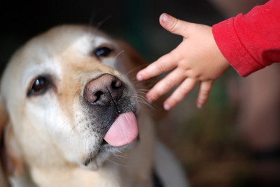 子供の手を舐めようとする犬