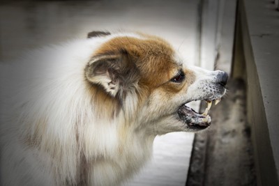 威嚇する犬の横顔、茶と白の毛色