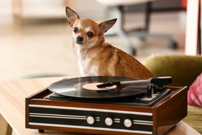 音楽を聴く犬