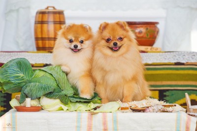 二匹の犬と食材
