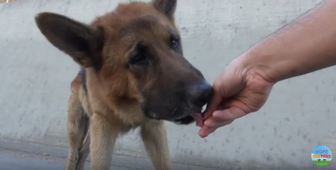手から食べる犬