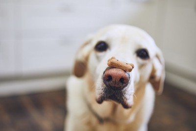 鼻の上にクッキーを乗せた犬