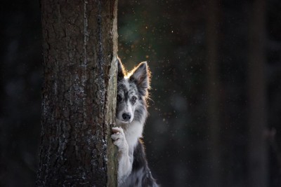 木陰に隠れて様子を伺う犬