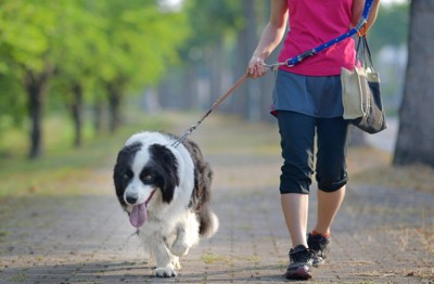 歩道を散歩する大型犬と女性