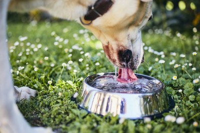 屋外でボウルから水を飲む犬