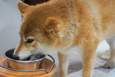 ご飯を食べている犬