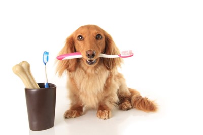 歯ブラシをくわえる犬