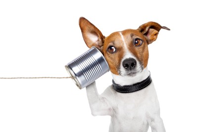 糸電話に耳を傾ける犬