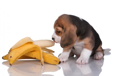 バナナの匂いを嗅ぐ子犬