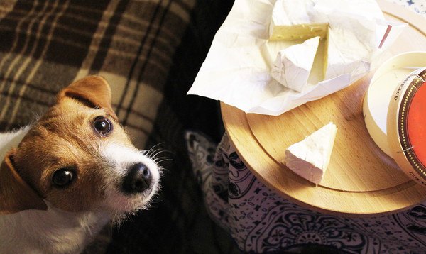 チーズを見上げる犬