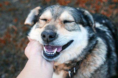 撫でられて笑顔の犬