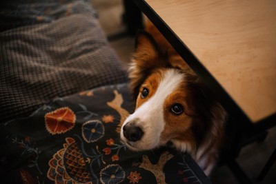 テーブルの下から見つめる犬
