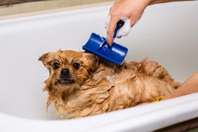 犬用シャンプーブラシを使った洗い方
