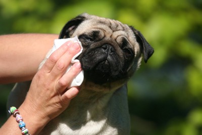 顔を拭かれる犬