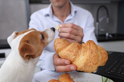 パンを食べようとする犬