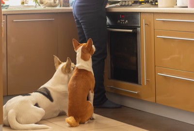 料理する飼い主の後ろに座る犬たち
