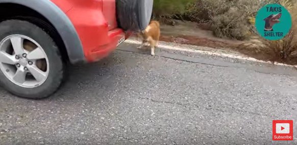 車の陰に隠れる犬