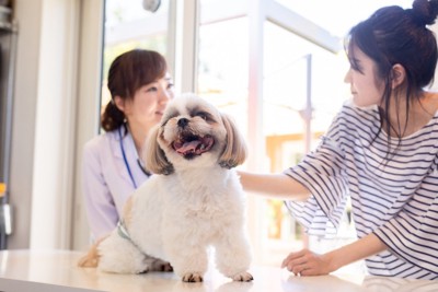 病院を受診する犬