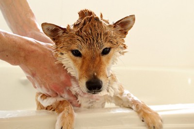 バスタブに入って洗われている柴犬