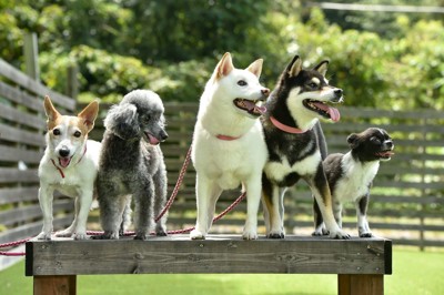 ベンチに立つ5頭の犬