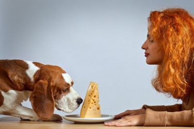 チーズを嗅ぐ犬と女性