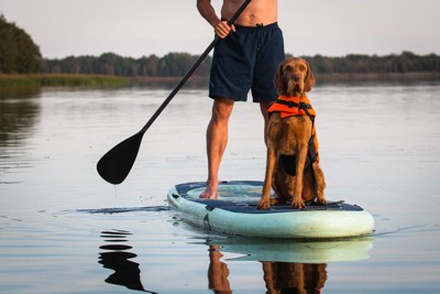 カヌーに乗る犬