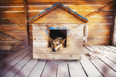 屋外の犬小屋で過ごす犬