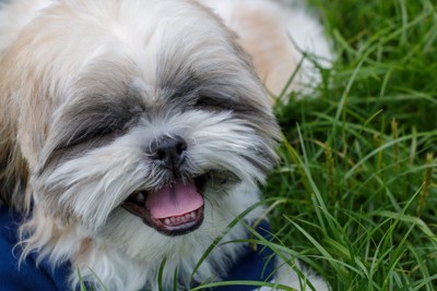 草むらで笑顔の犬