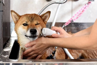 シンクで洗われている柴犬
