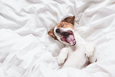 ベッドの中であくびしている犬