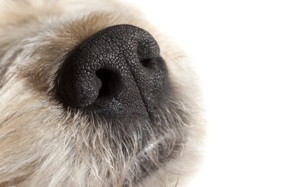白い長毛種の犬の黒い鼻のアップ