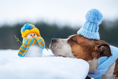 雪だるまと犬