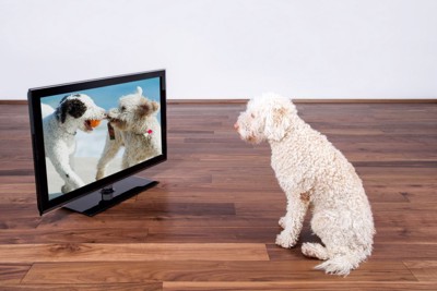 テレビのモニターを見つめる犬