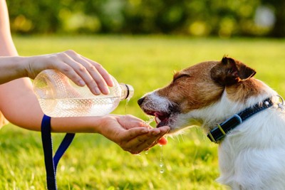 手から水を飲む犬